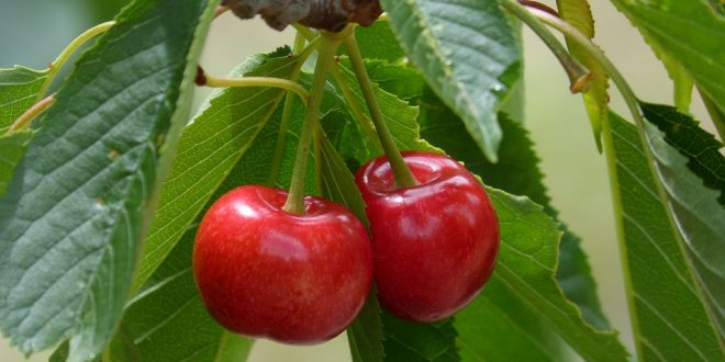 plod trešnje